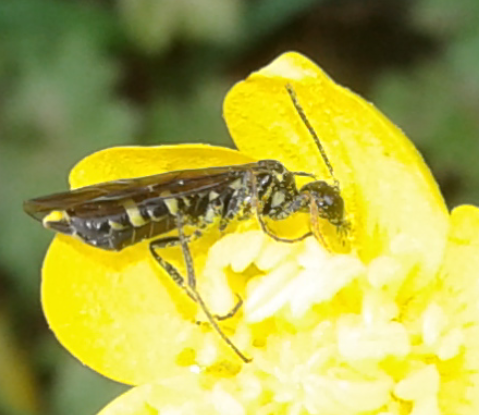 Cephidae: Cephus sp.